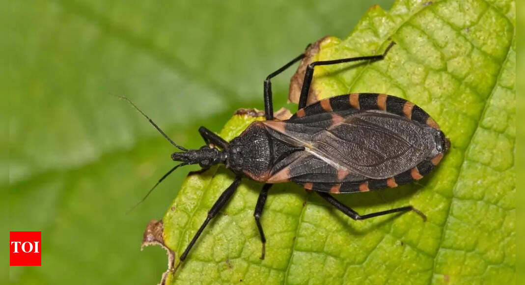 Kissing bug spreading in the US; Information on the rare and dangerous Chagas disease that can lead to fatal heart issues and strokes