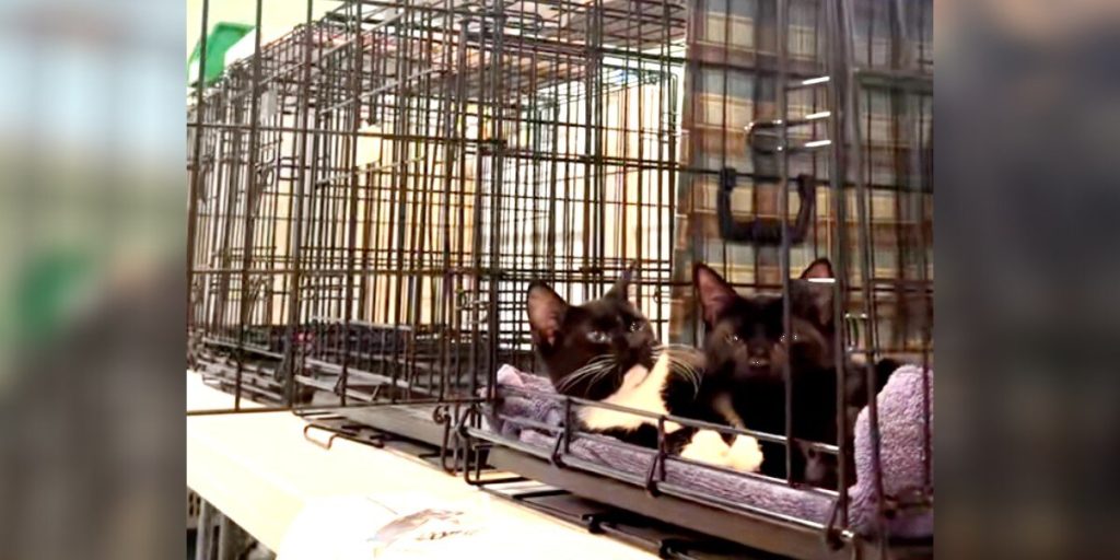 Kittens Overlooked At Adoption Event Don't Understand It's Due To Their 'Differences'