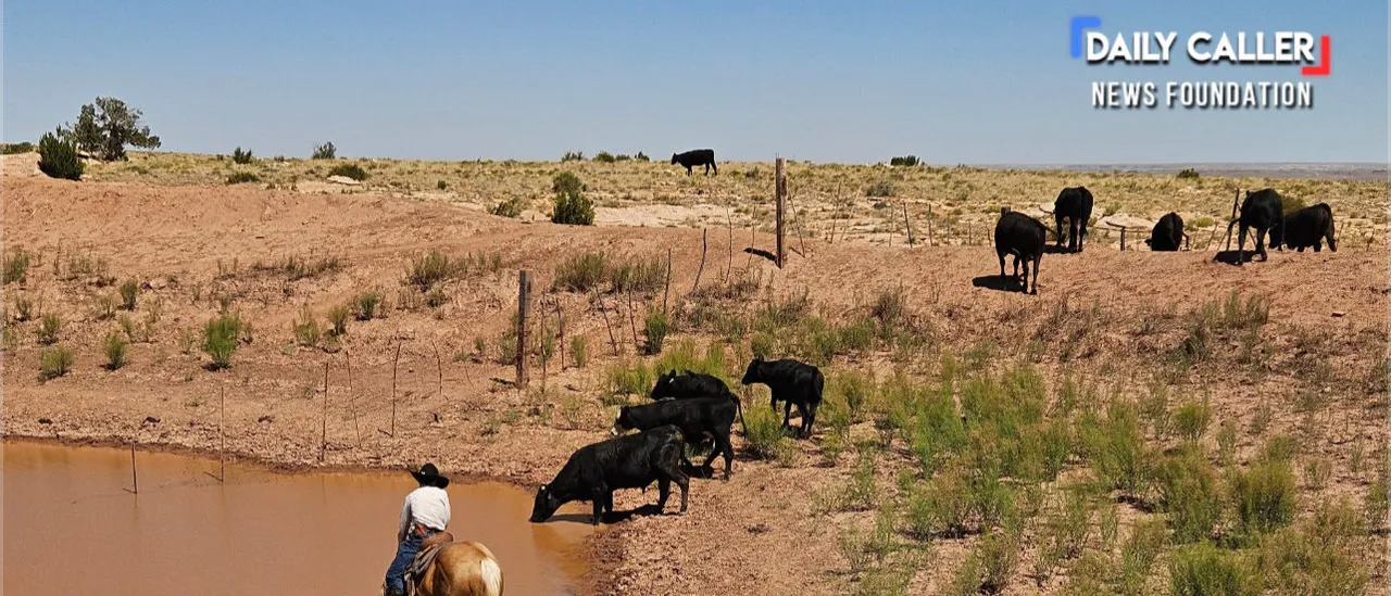 Legacy Ranchers Worry About Solar Industry Turning Farmland Into a 'Dust Bowl'