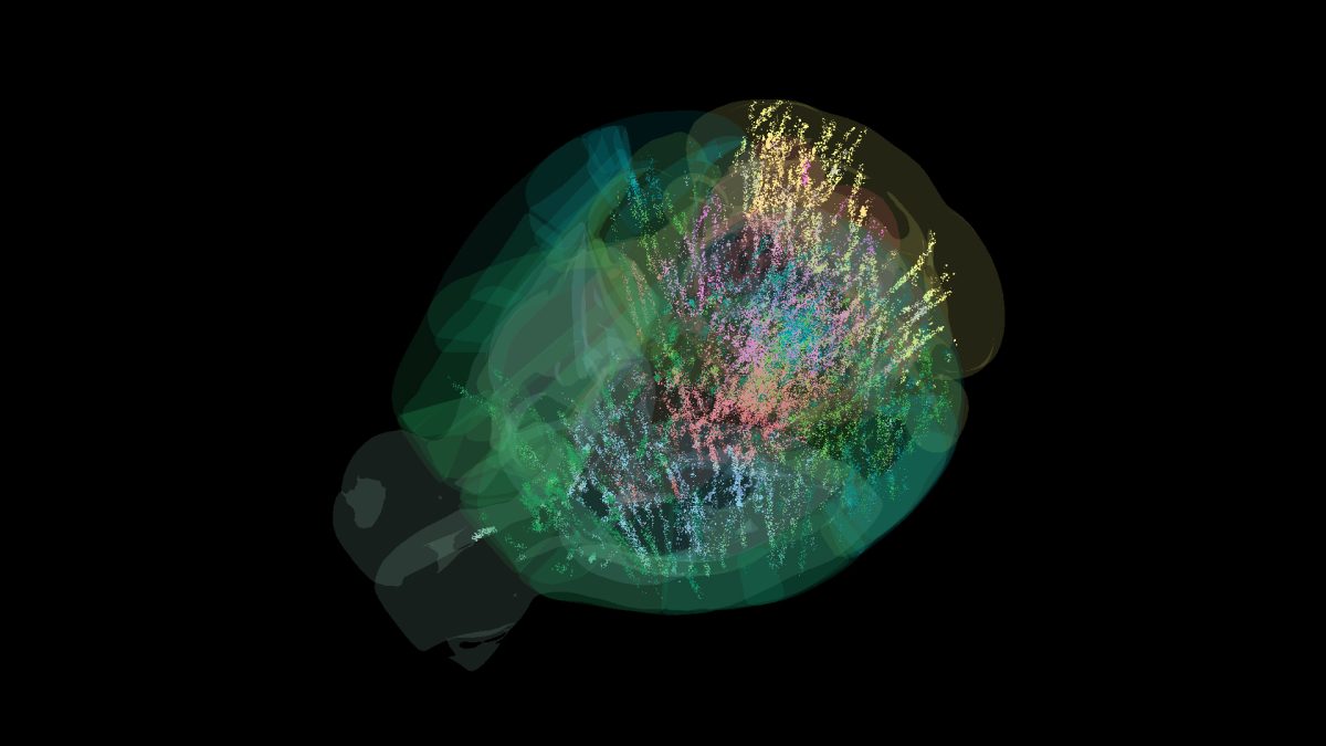 Mapping 600,000 brain cells changes our understanding of how the brain makes choices.