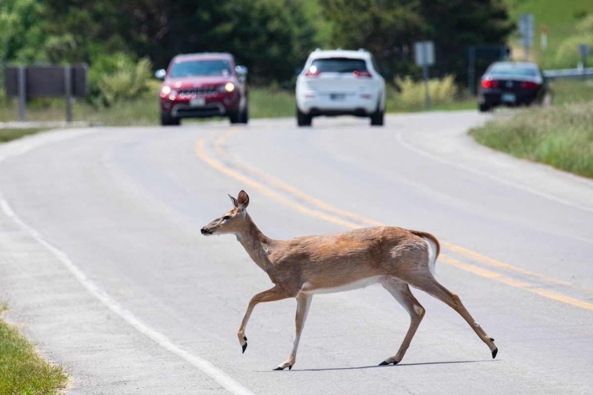 Michigan reports first cases of EHD in deer for 2025 across four counties