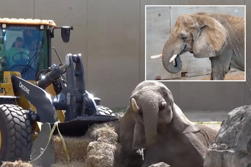 Milwaukee County Zoo uses a front-end loader to lift elephant Ruth back up.