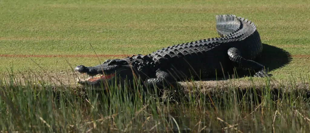 New Orleans Officials Discover Human Remains in Alligator, Suspect They Know the Source of the Bones