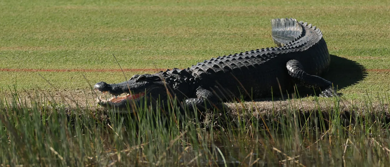New Orleans Officials Discover Human Remains in Alligator, Suspect They Know the Source of the Bones