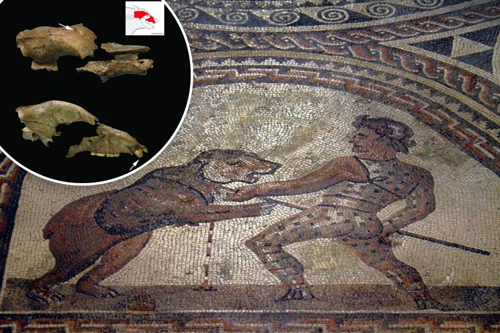 New archaeological findings show that Roman gladiators fought brown bears in arenas.