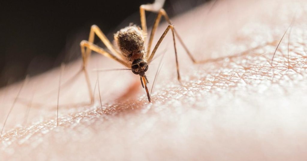 New instance of West Nile virus spread by mosquitoes detected in Lancaster County