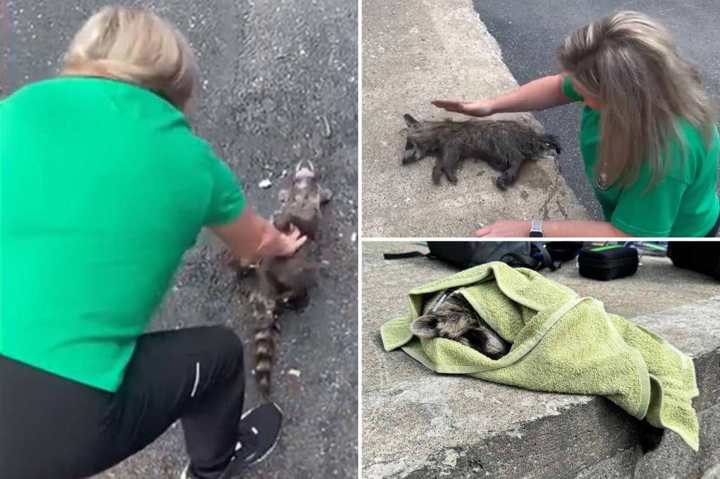 Nurse gives CPR to raccoon that was intoxicated from moonshine
