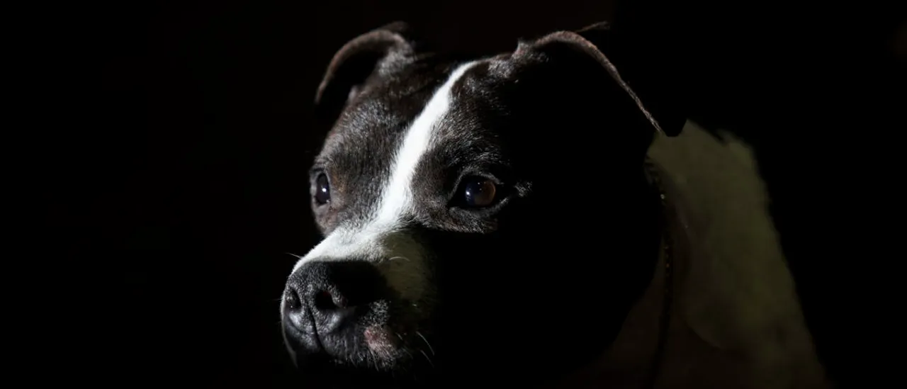 Oklahoma Woman Has All 4 Limbs Amputated After Severe Dog Attack