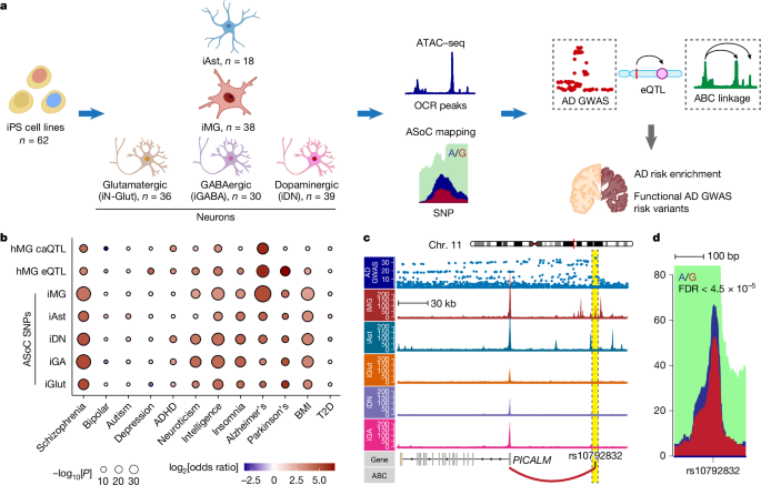 PICALM Alzheimer's risk variant leads to abnormal lipid droplets in microglia