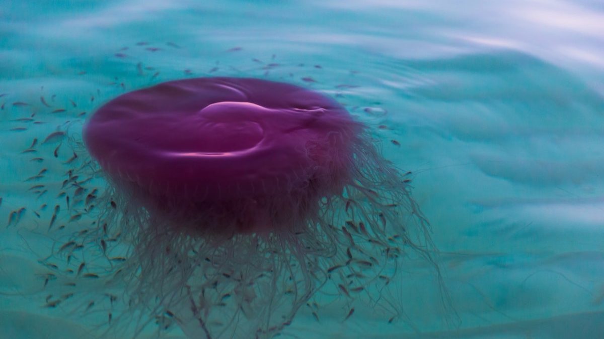Pink meanie jellyfish seen on Texas beaches