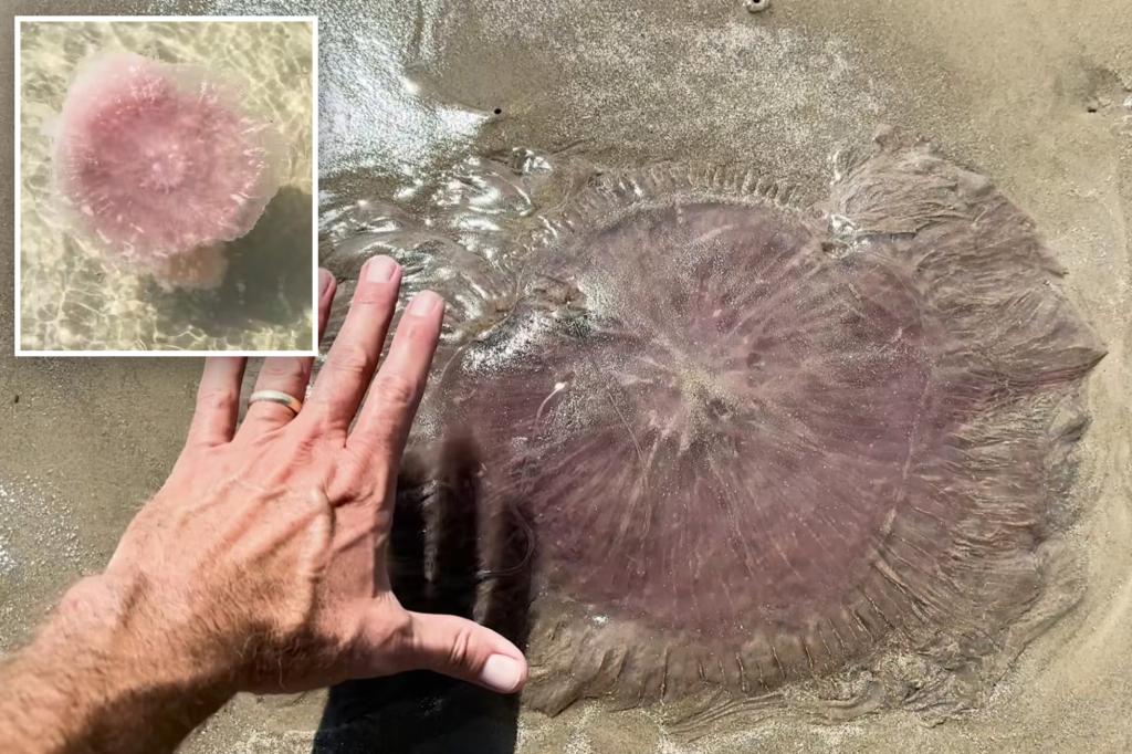 'Pink meanie' jellyfish with 70-foot tentacles spotted in Texas