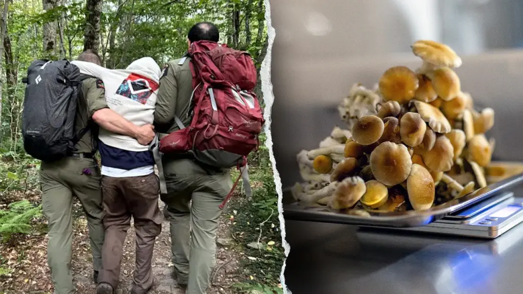 Rangers help hikers with mushroom issues who got lost in the Catskills of New York