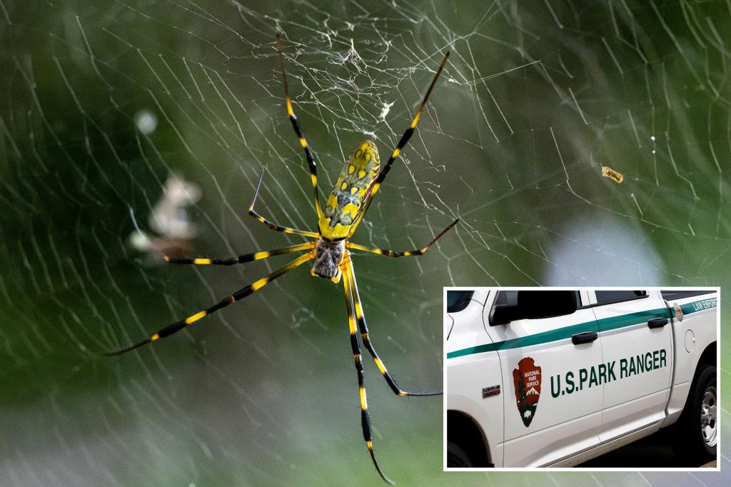 Reason the National Park Service is asking for assistance in locating large, yellow-striped spiders