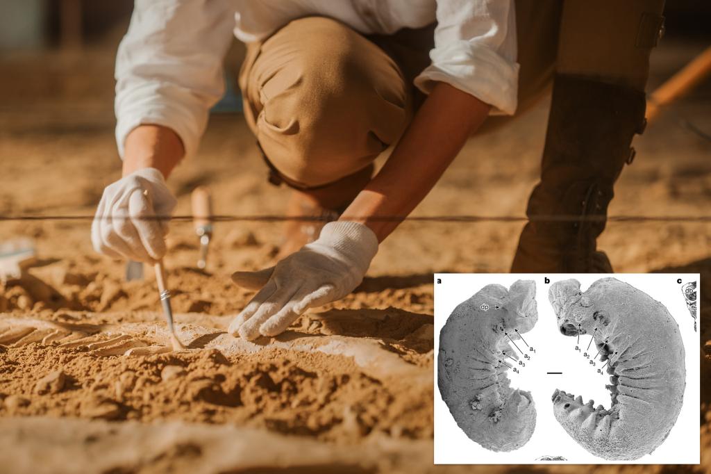 Researchers discover a 520 million-year-old fossil with its brain and organs preserved: 'Nearly flawless preservation'