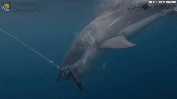 Researchers evaluate bite-resistant wetsuit fabrics on white and tiger sharks