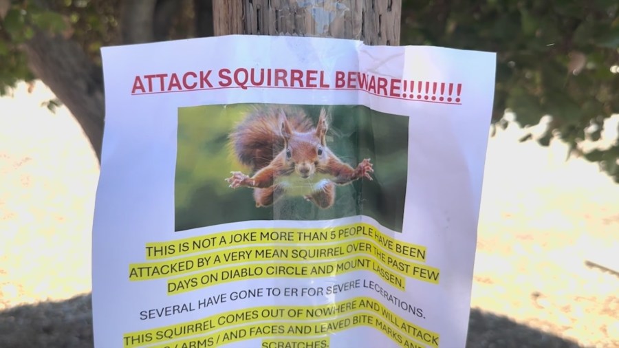 Residents in a California neighborhood report that squirrels are attacking and injuring people: 'It's serious'