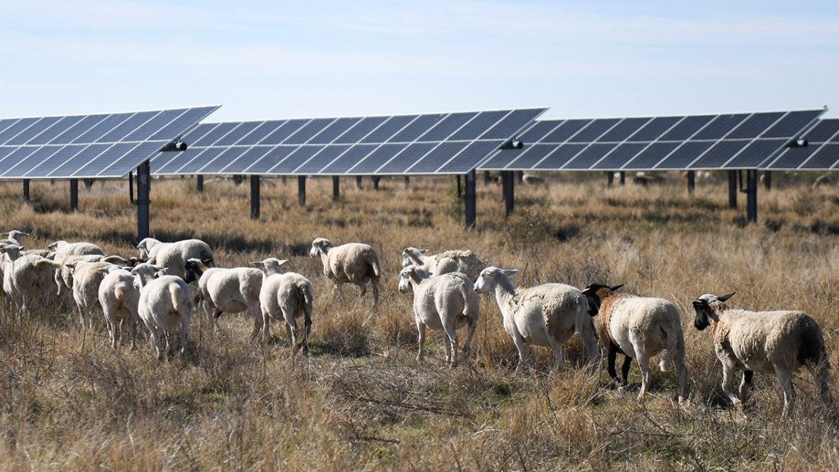 Sheep take the place of gas mowers at solar farms to cut down emissions
