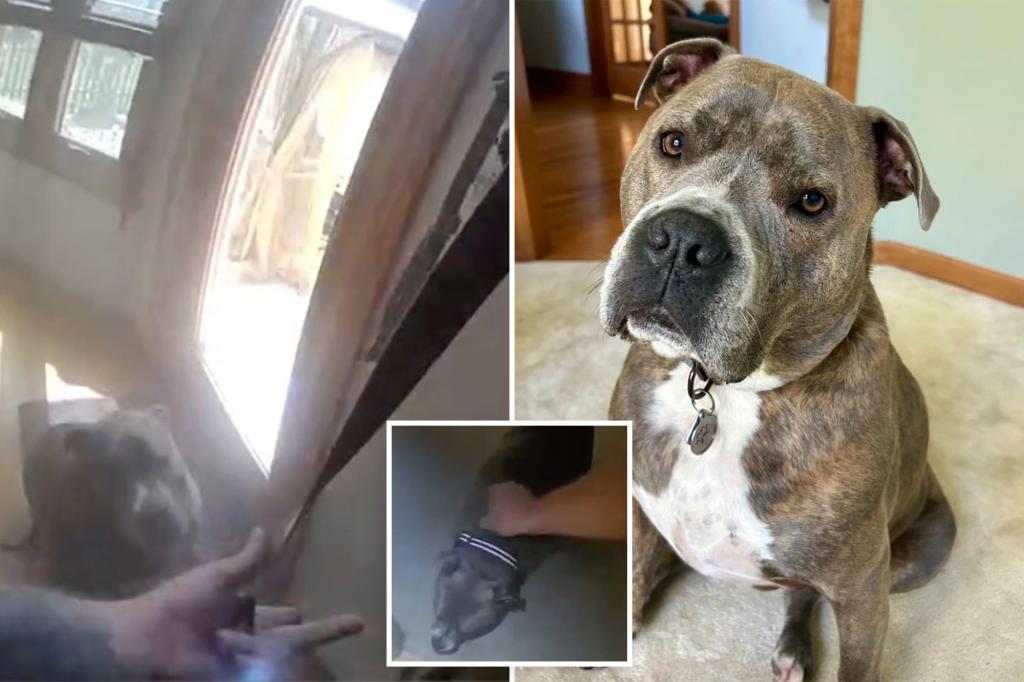 Smart dog named Oakley helps Illinois officer find his leash during rescue from a burning house: bodycam footage