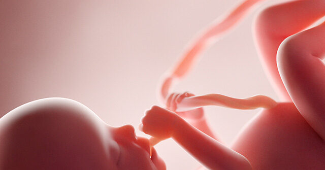 Study Reveals NIH Supports 17 Grants for Fetal Tissue Research