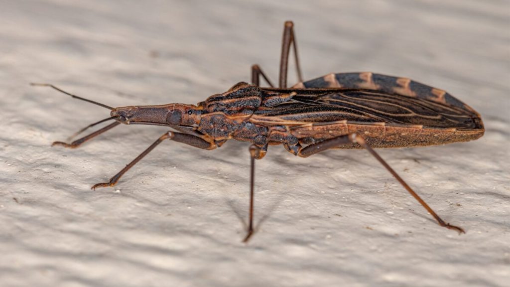 The Kissing Bug Illness is Now a Permanent Presence in the U.S.