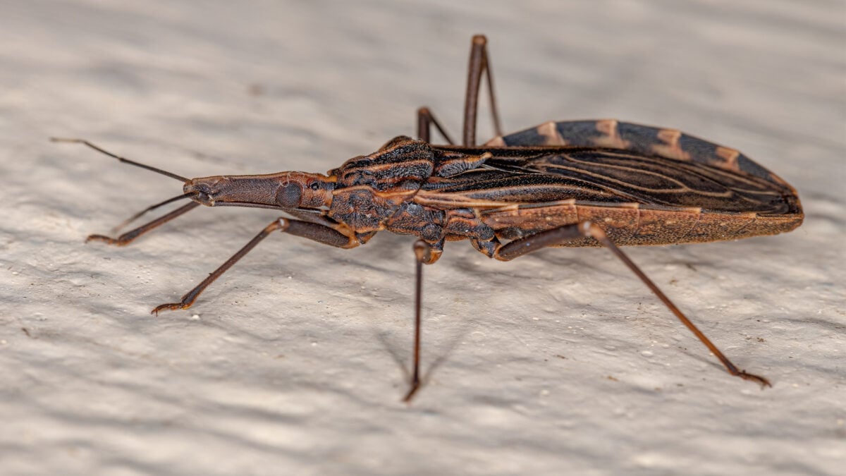The Kissing Bug Illness is Now a Permanent Presence in the U.S.