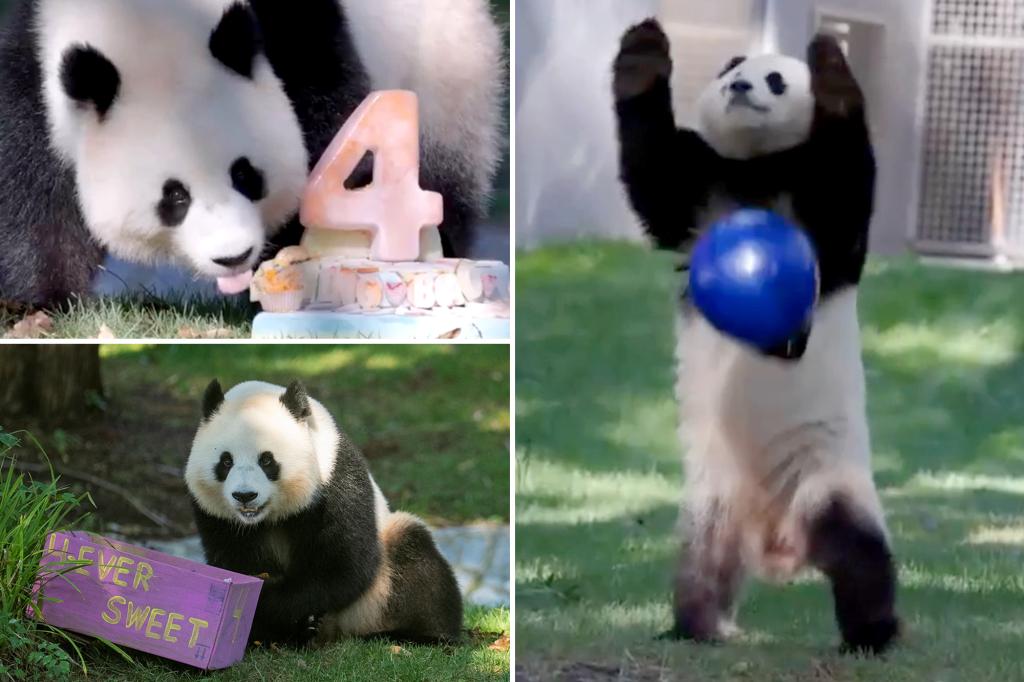 The celebration for the 4-year-old panda is overflowing with cuteness.