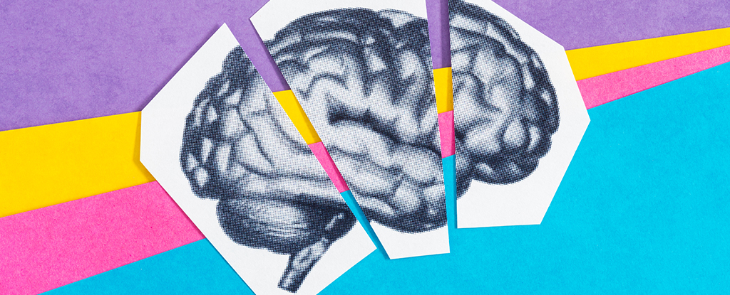 Turning Off a Key Protein Seems to Reverse Brain Aging in Mice