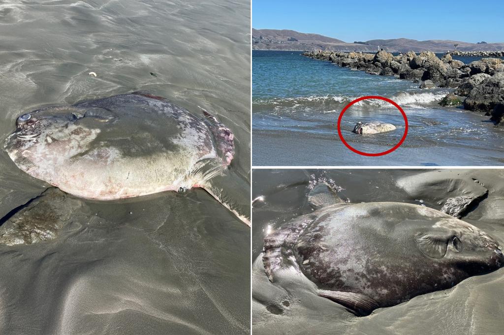 Uncommon fish from another world appears on California beach: 'So strange and beautiful'
