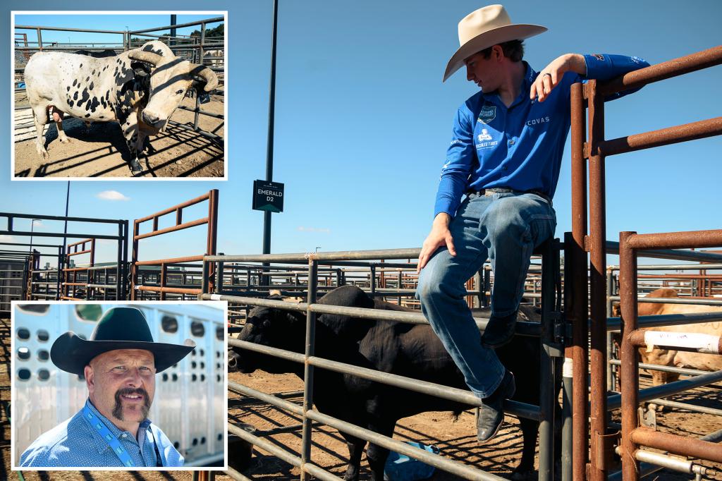 VIP bulls stampede on Long Island for a professional bull riding debut