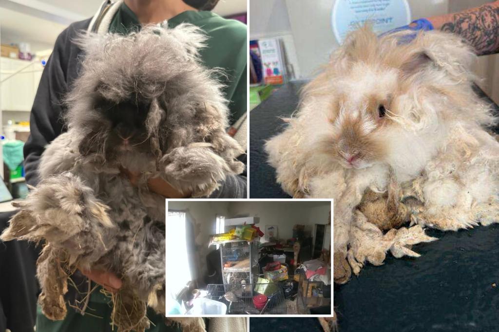 Wallabies, prairie dogs, and many other exotic animals saved from a filthy house in New York, according to police.