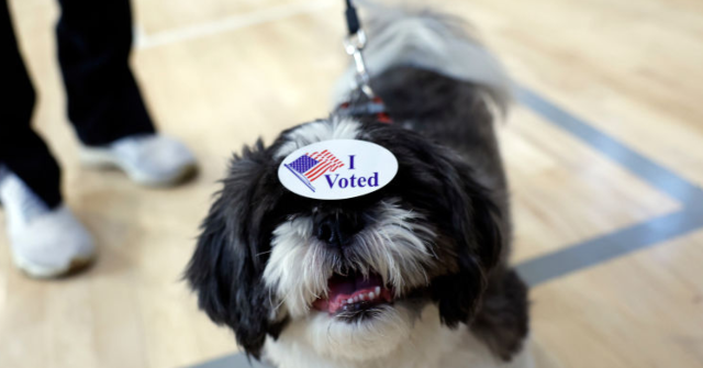 Woman in California Signed Up Her Dog to Vote and Sent in a Ballot for It