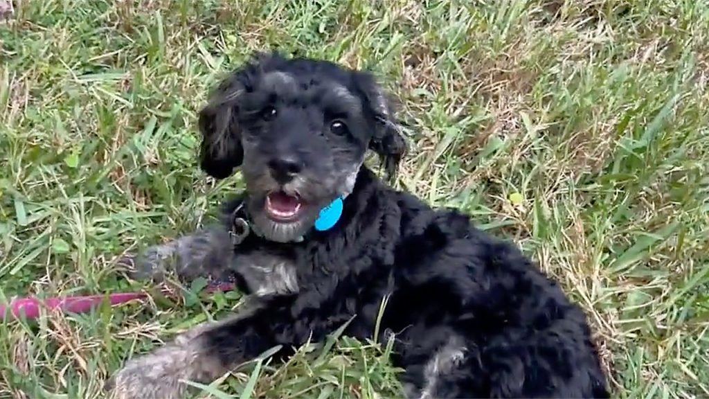 Woman rescues puppy from alligator in backyard creek