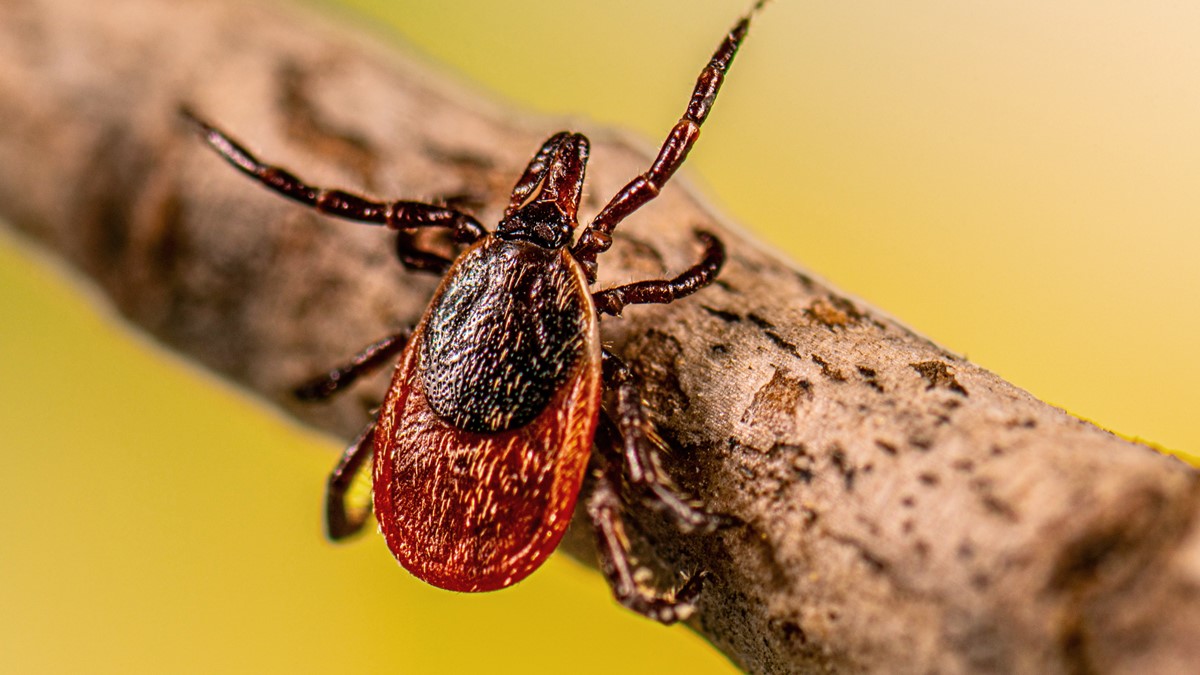 Your concerns are justified: How human actions have increased the chances of tick-borne diseases such as Lyme disease