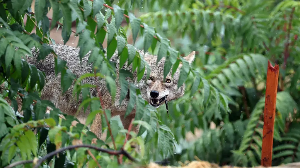 9-year-old child in Oregon attacked by coyote during a game of hide-and-seek