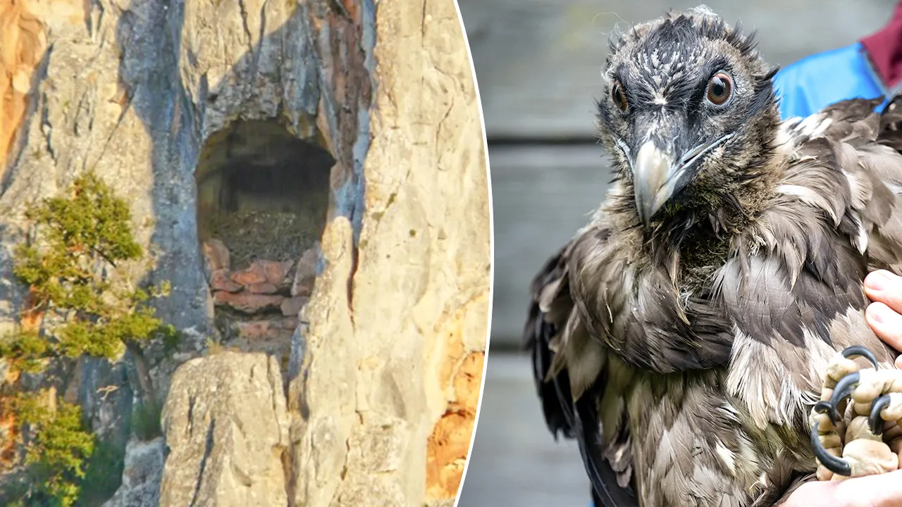 Archaeologists find a 13th-century sandal in a bearded vulture nest in Spain