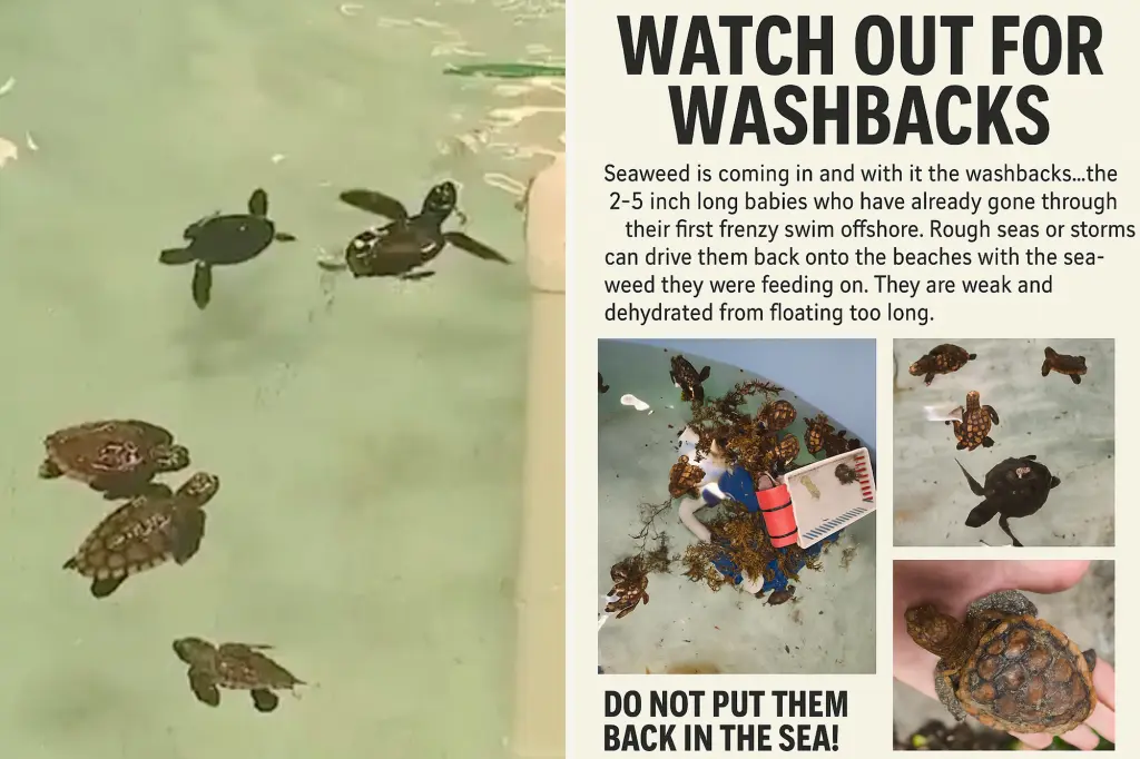 Baby sea turtles arriving on Florida beaches due to huge waves from hurricanes