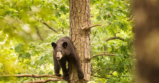 Bear Suspected of Killing Solo Camper in Arkansas