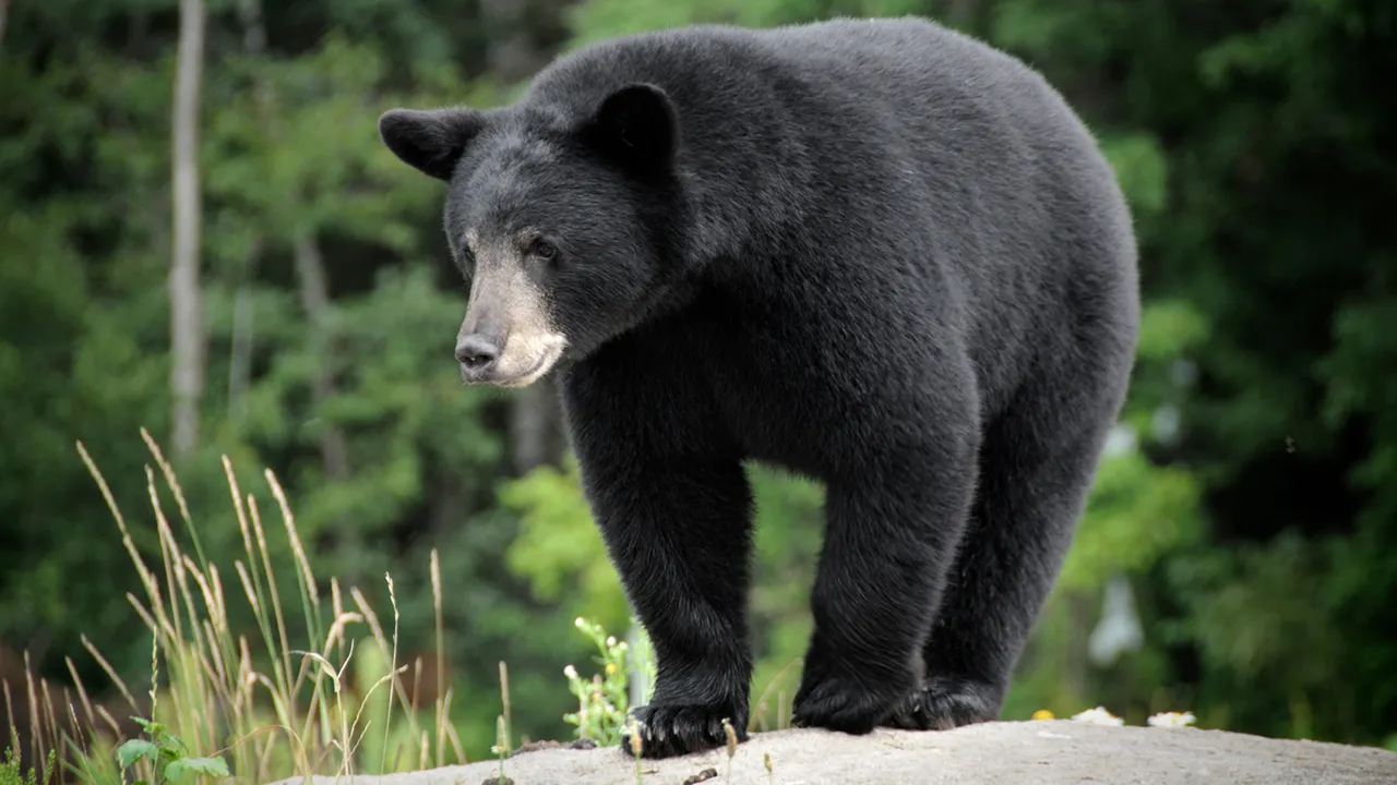 Bear from the wild comes to Sequoia Park Zoo in California, brings joy to staff members