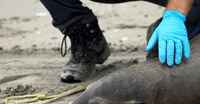California Coast's Marine Mammals at Risk from Dangerous Diseases