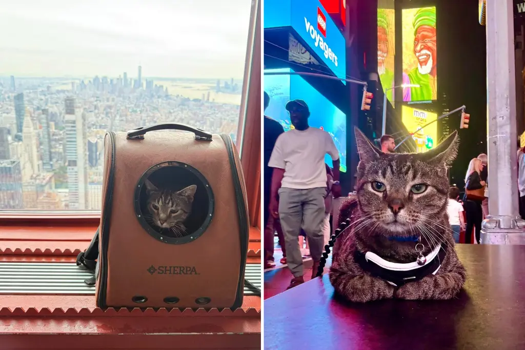 Cat from a small town hangs onto a van roof during a NYC journey — before experiencing a big-city escapade