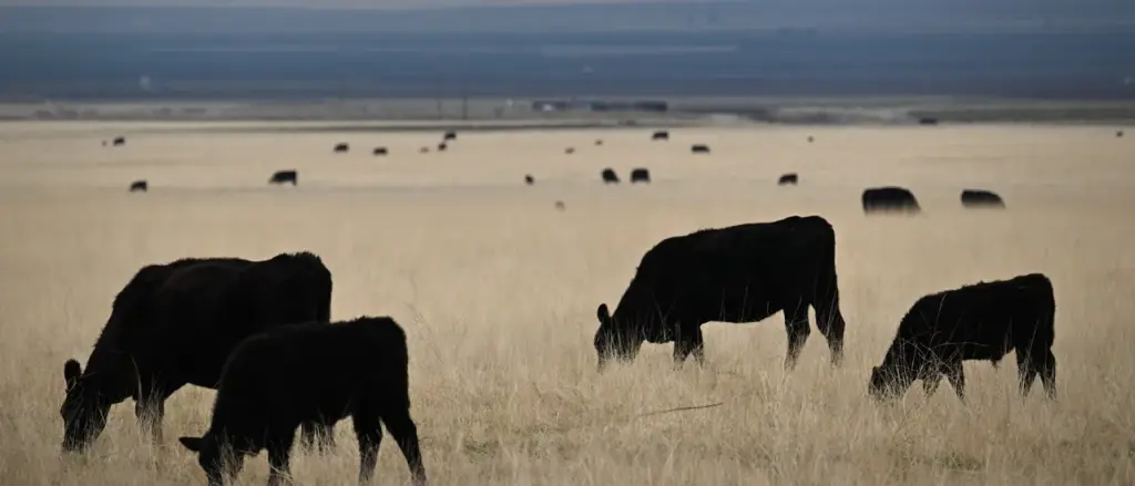 Cattle Farmers Are Clashing with the Trump Administration