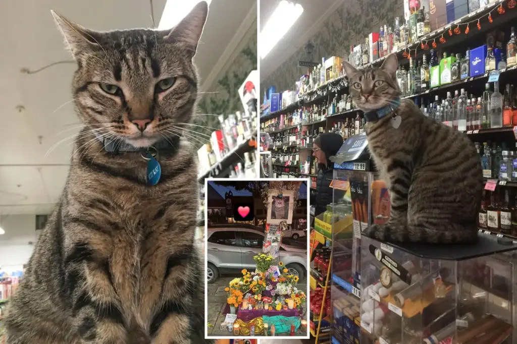 Cherished bodega cat tragically killed by driverless Waymo taxi