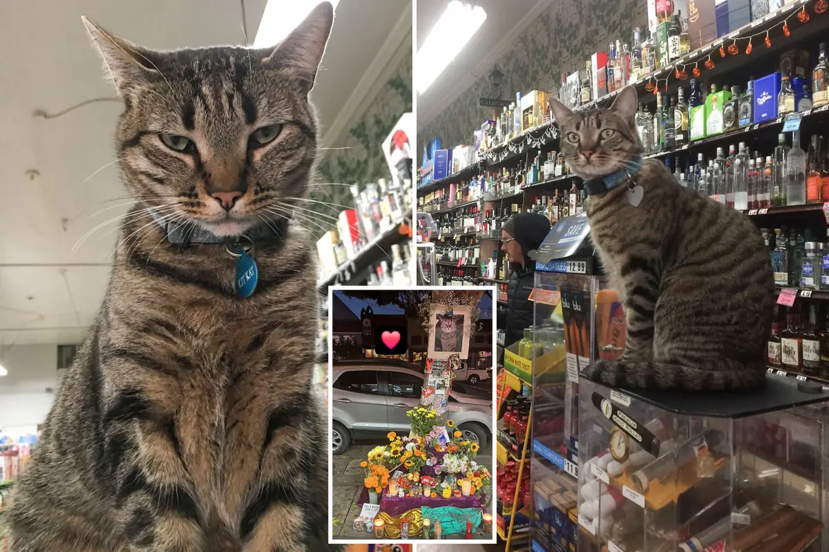 Cherished bodega cat tragically killed by driverless Waymo taxi