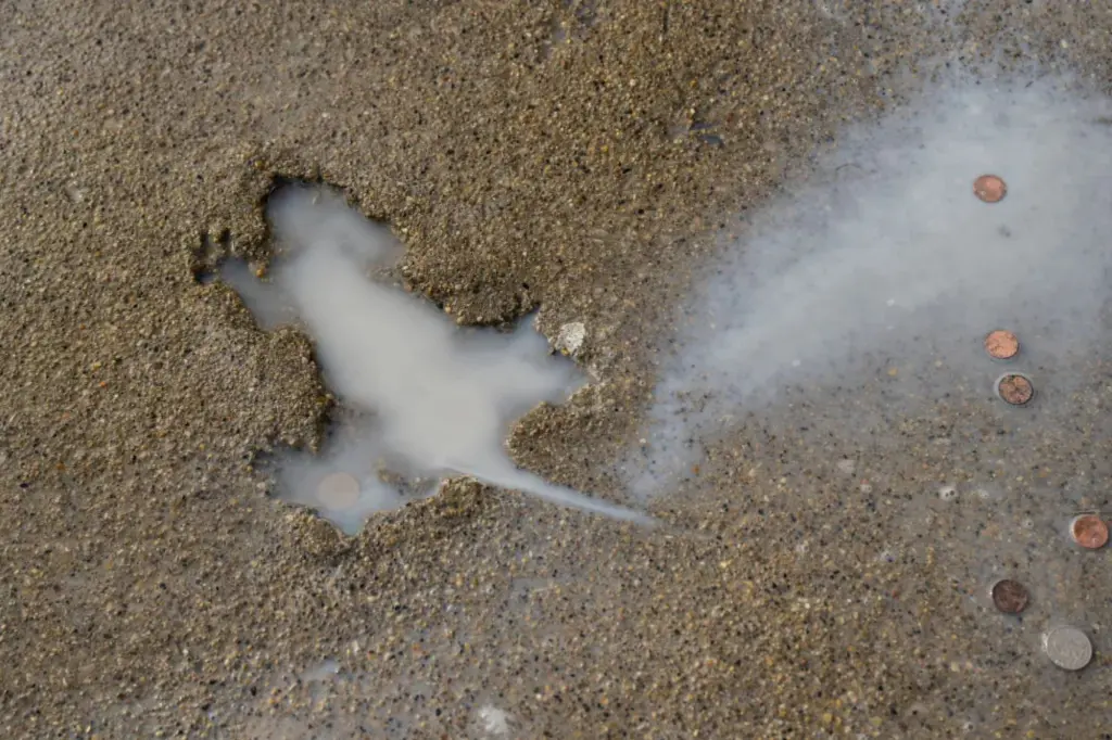 Chicago's 'rat hole' probably caused by another animal, according to researchers