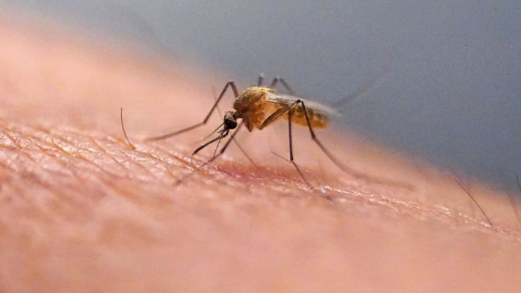 Chikungunya virus case confirmed in a suburb of New York City