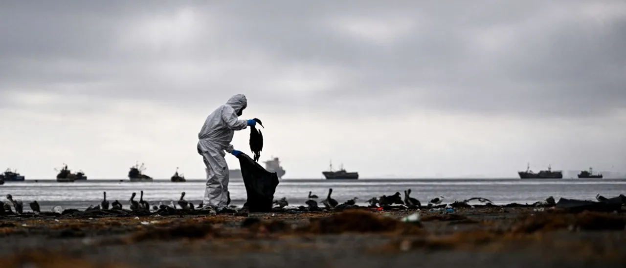 Cincinnati Professor Reports 50 Birds Died in One Day on Campus, Urges for Inquiry