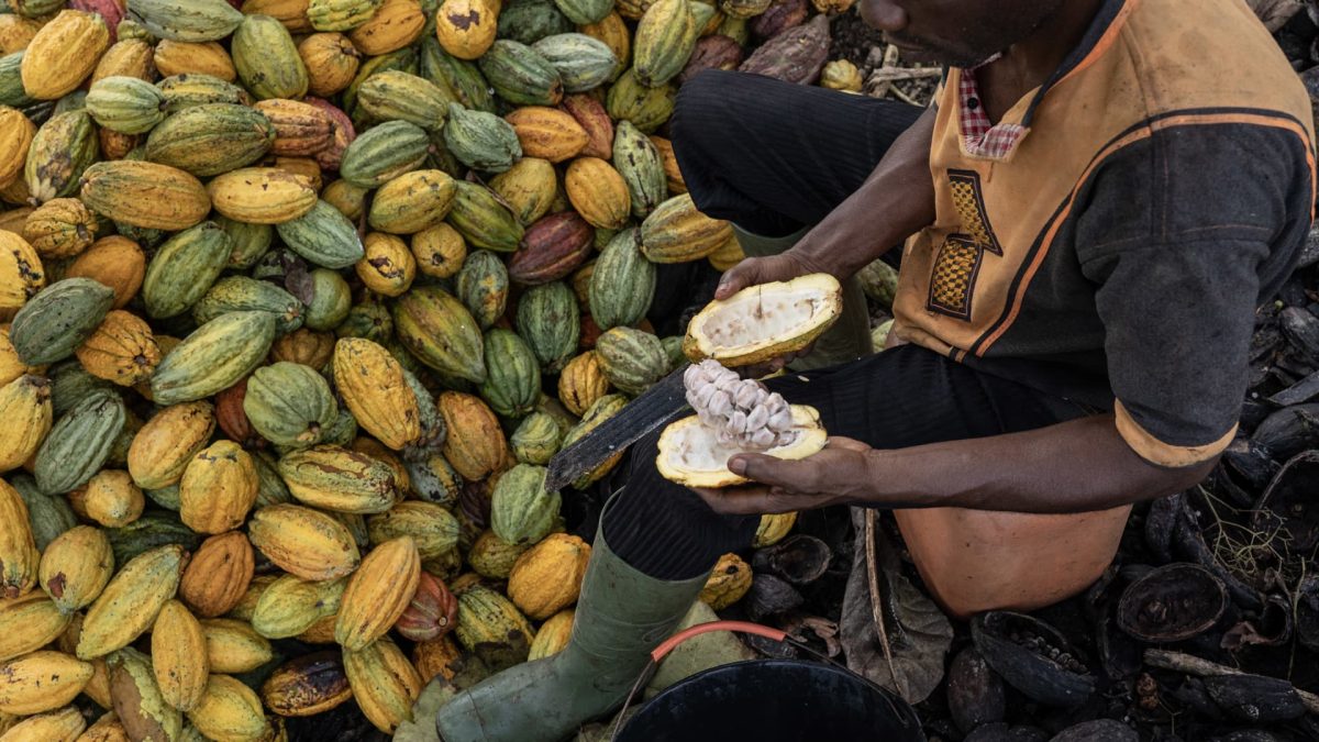 Cocoa prices fall to a 20-month low, but investment banks caution that a severe sell-off might lead to issues.