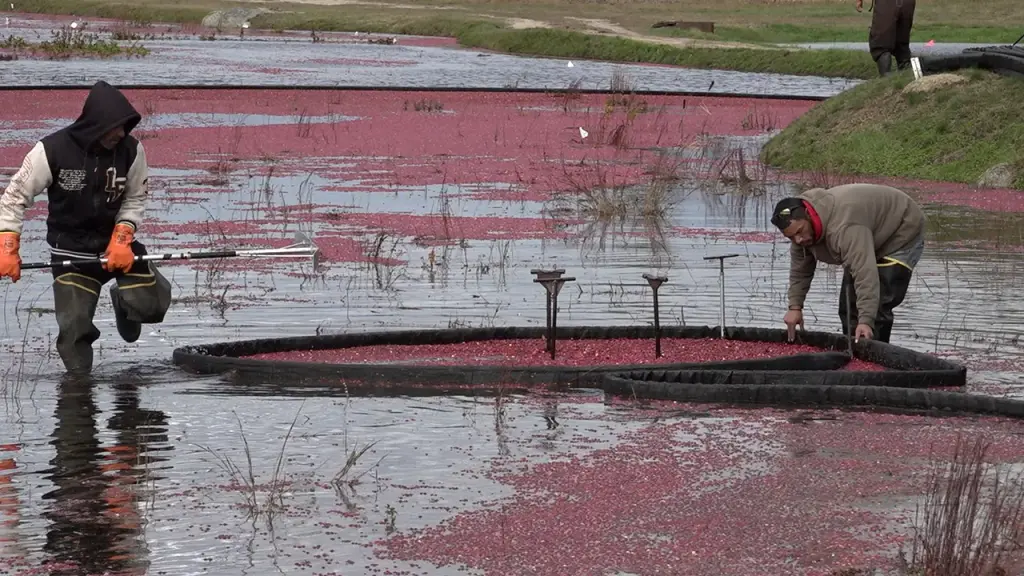 Cranberry growers transforming outdated bogs into wetlands