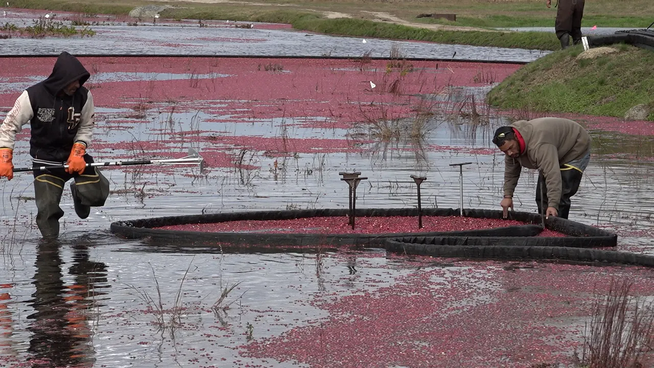 Cranberry growers transforming outdated bogs into wetlands