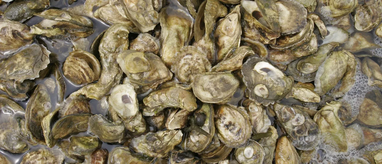 Democrat Supported by Bernie Once Had ‘Antifa Supersoldier’ Tag on His Gear: REPORT